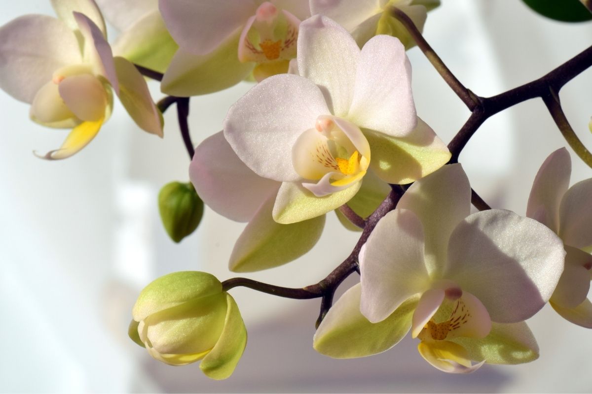 What Does A Healthy Orchid Look Like