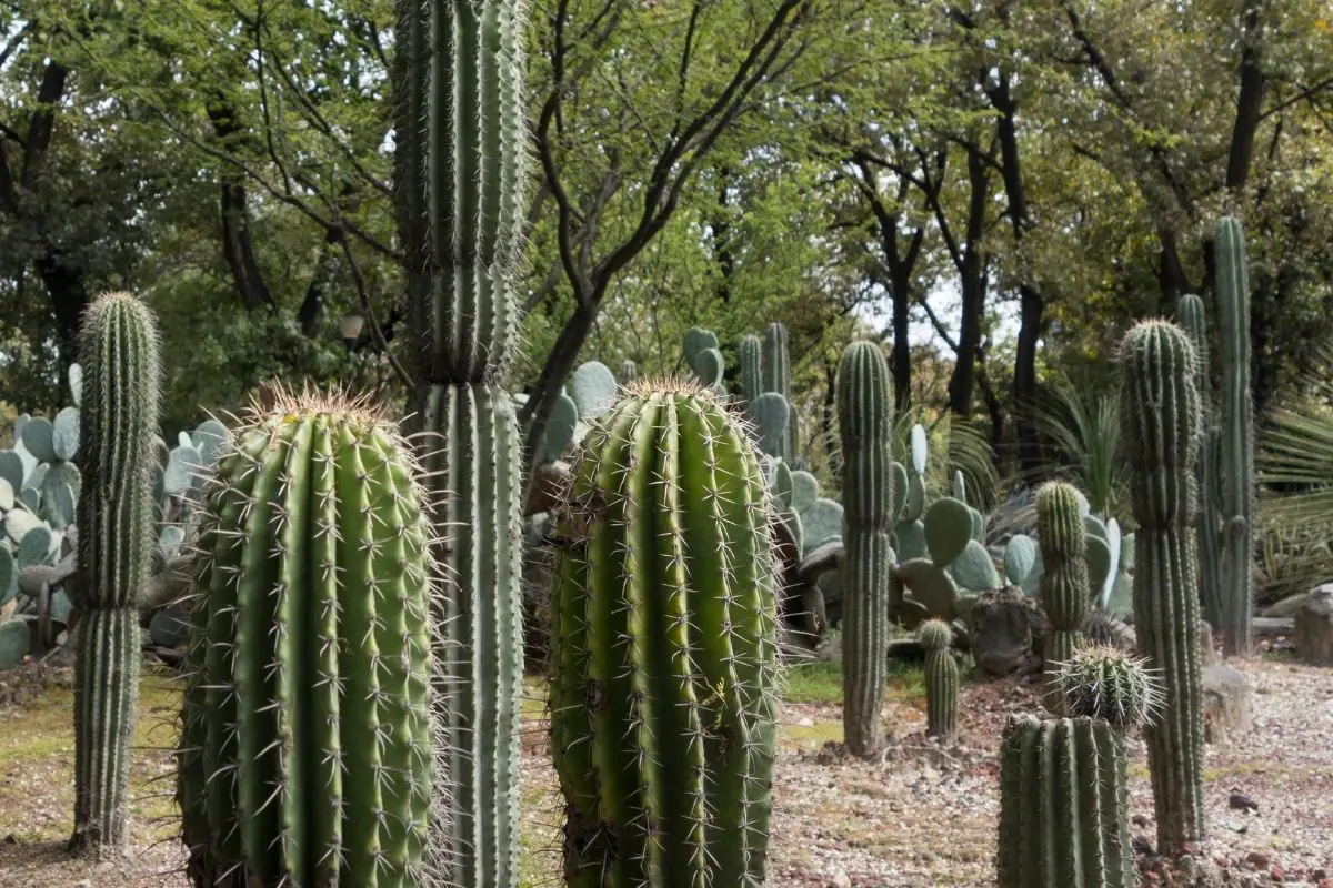 What Is A Columnar Cactus