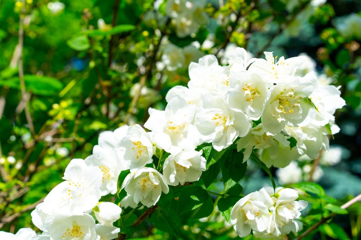 What Is The Cultural Importance Of The Jasmine Tree?