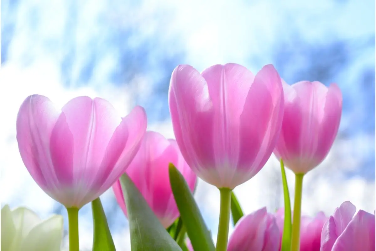 What You Can Do To Make Sure Your Tulips Bloom