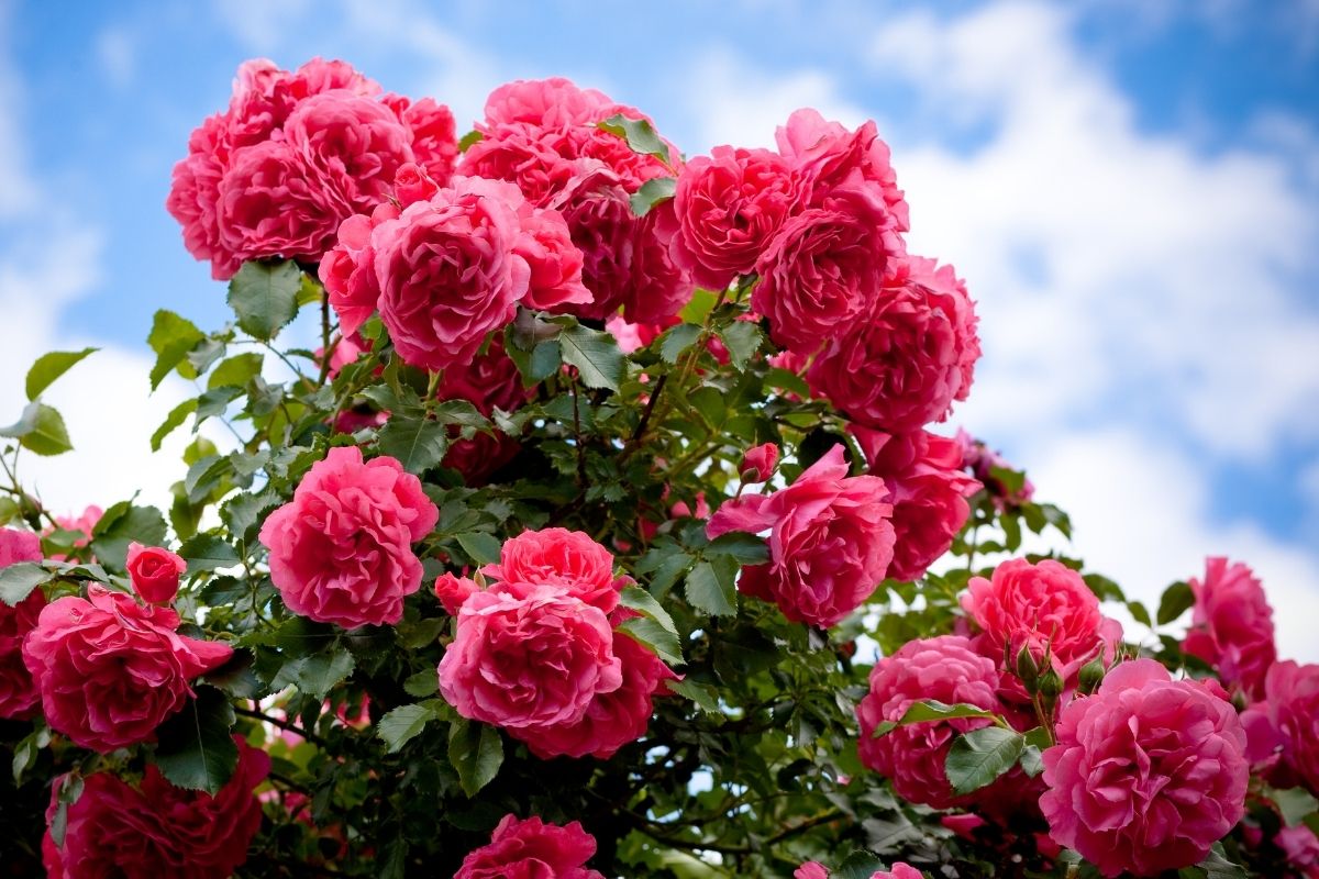 When Do Roses Bloom? How to Grow the Perfect Rose