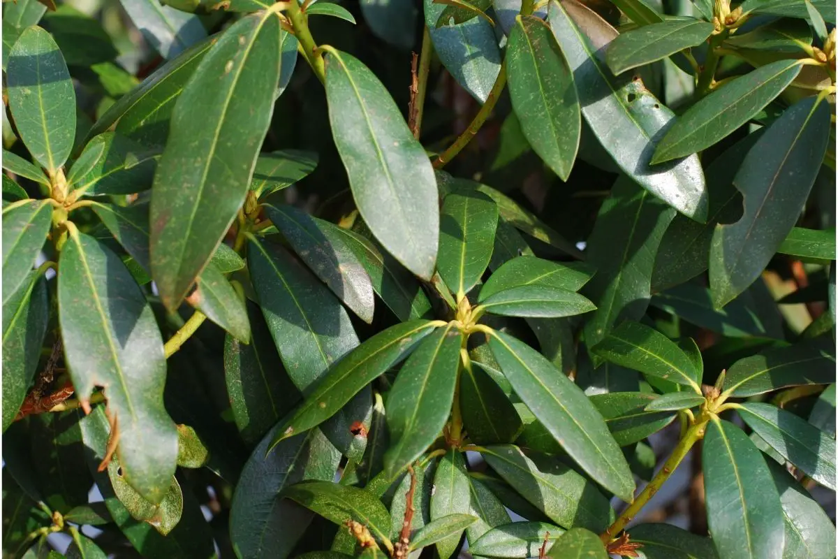 When To Prune Rhododendron