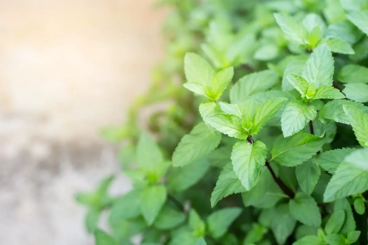 Where Should I Grow Mint In My Garden?