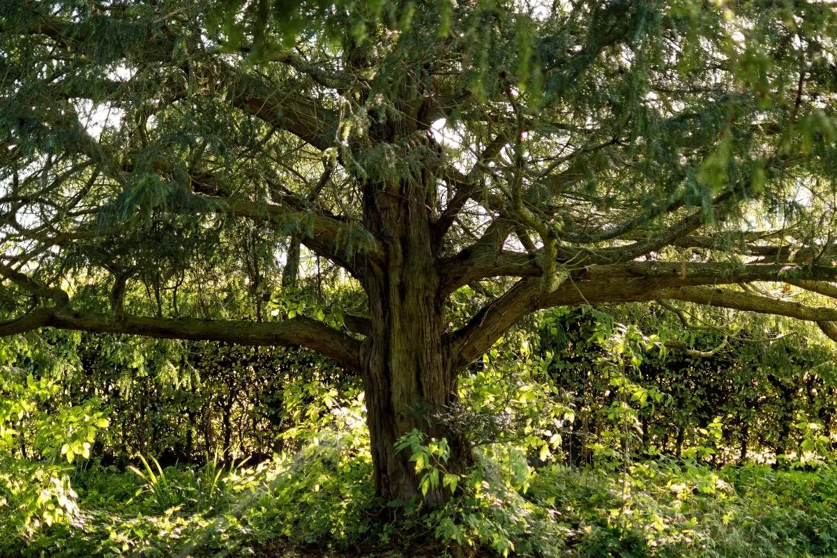 Whitebeam trees that start with w (Sorbus Aria) 
