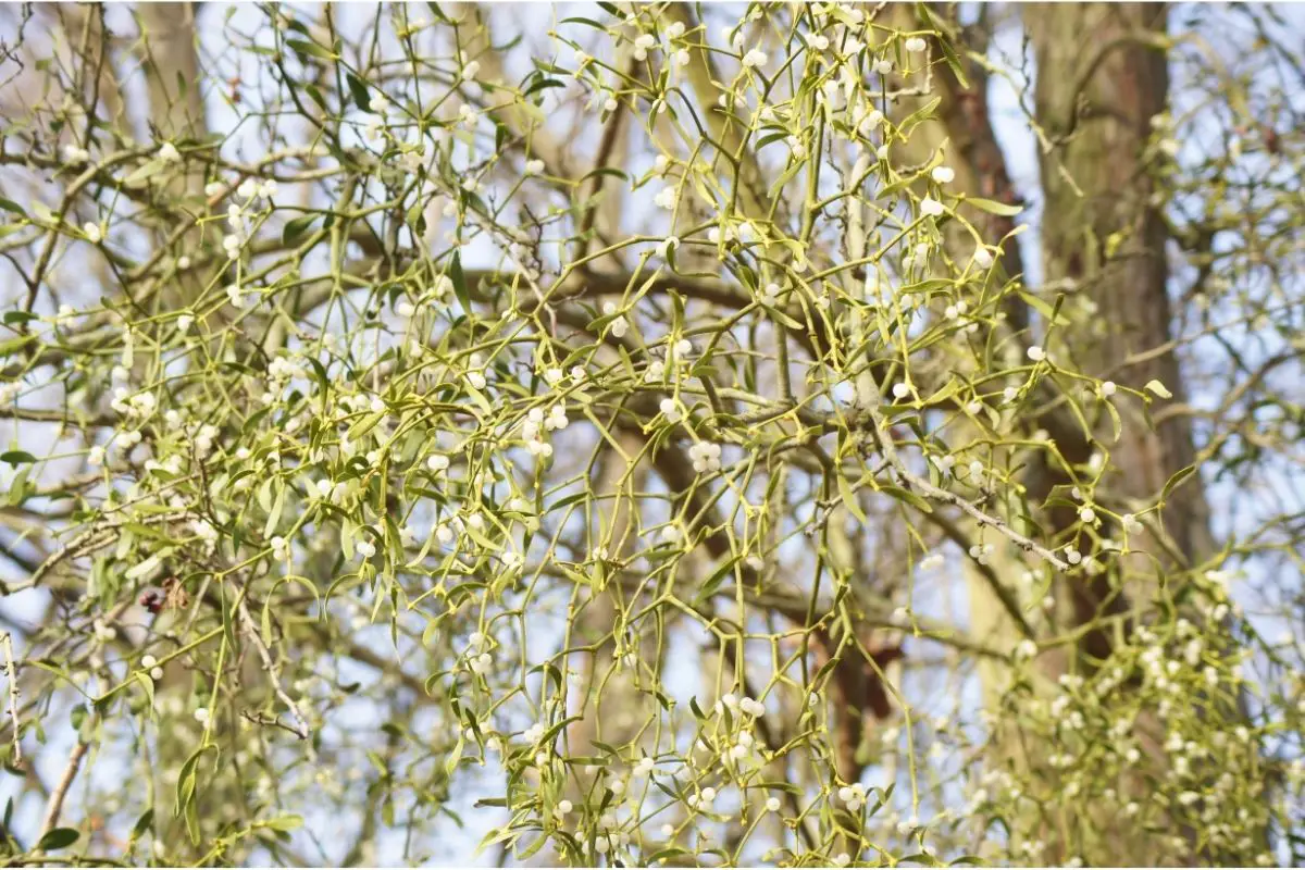 Whin Tree (Ulex Europaeus)