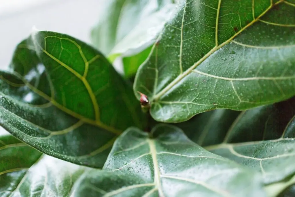 Why Is My Fiddle Leaf Fig Limp How To Save Your Droopy Plant