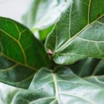 Why Is My Fiddle Leaf Fig Limp? How To Save Your Droopy Plant