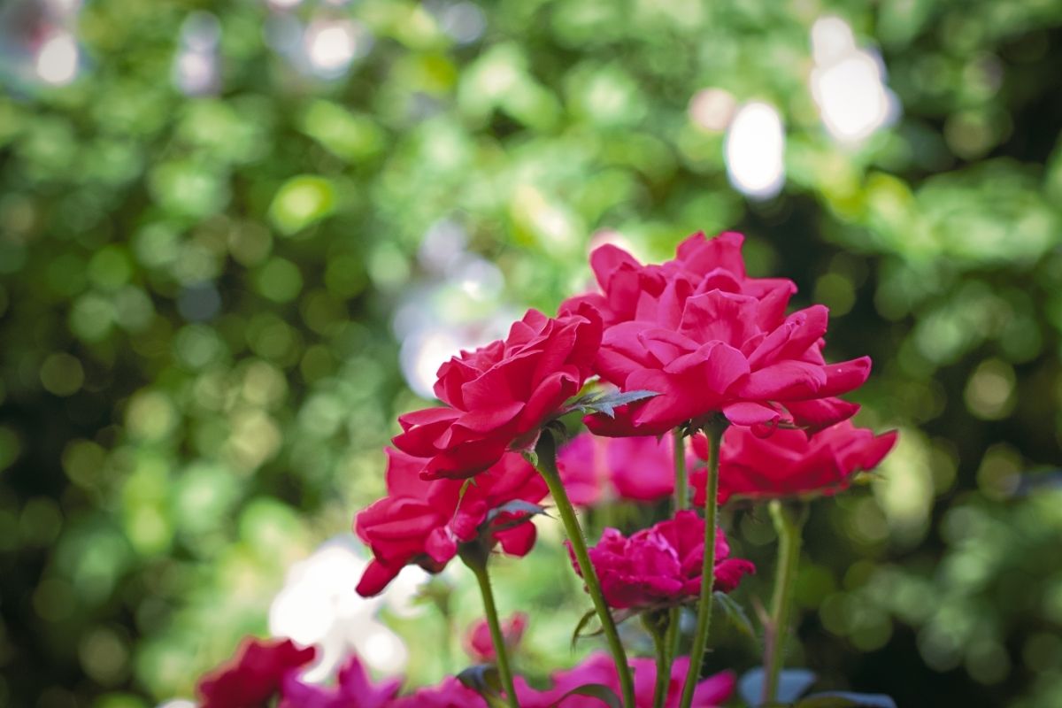 Why Should You Prune Knockout Roses? 
