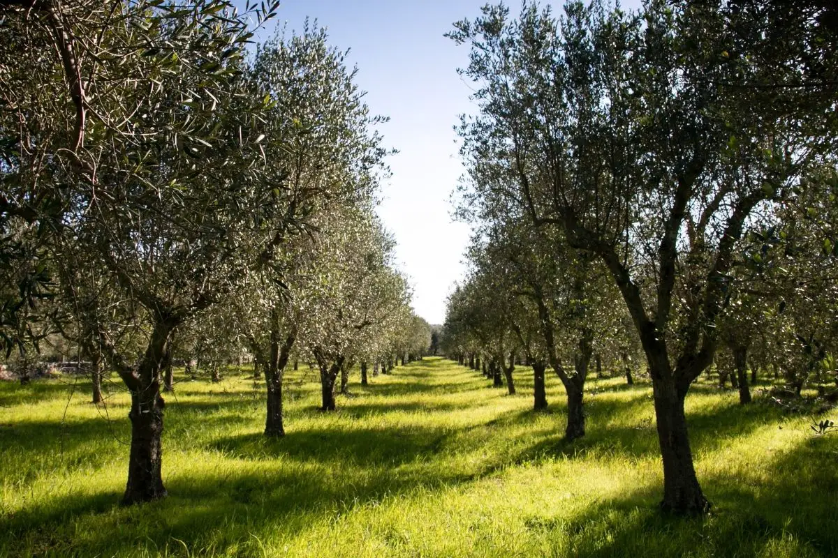 Wild Olive Tree