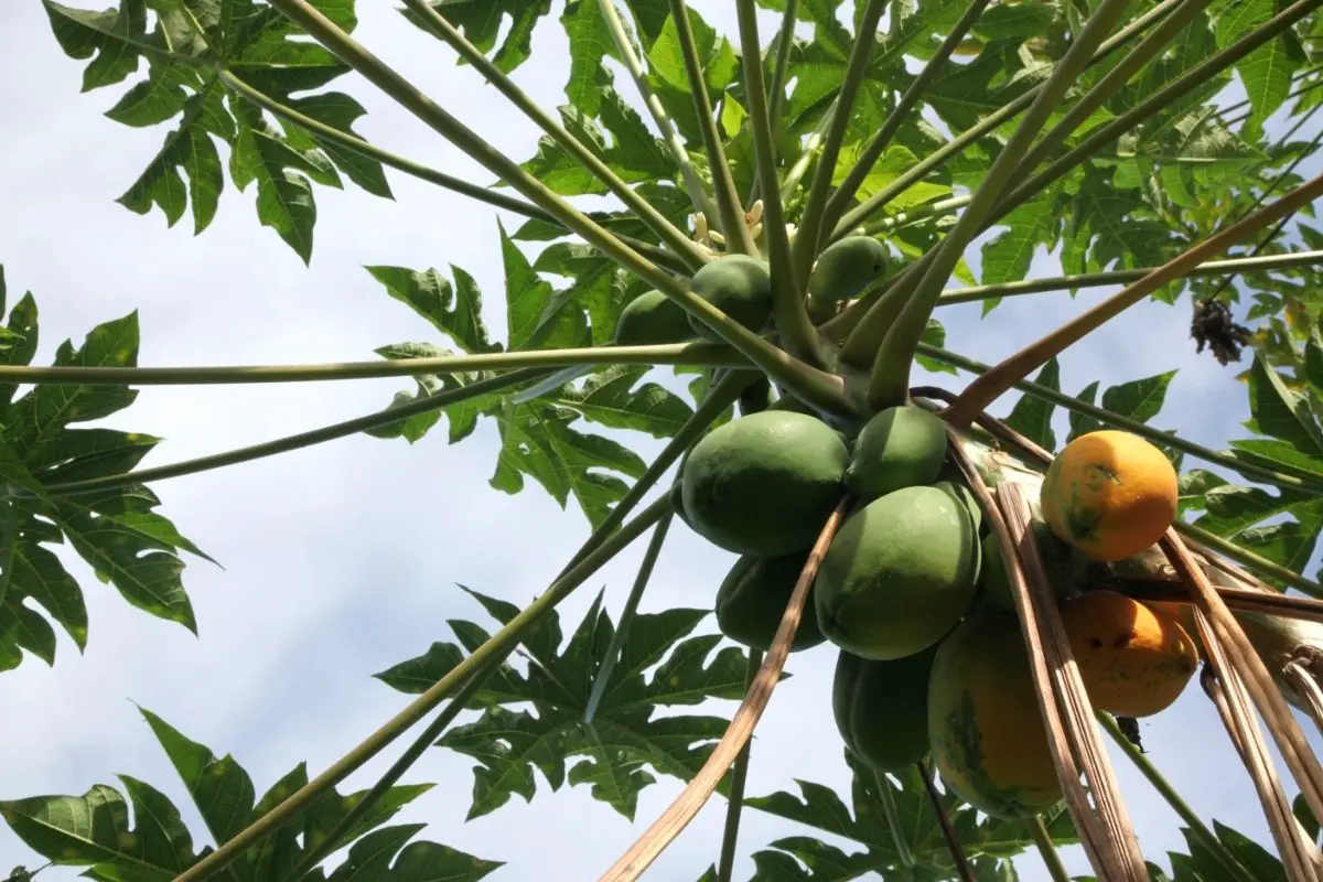 Wild Papaya – Carica Papaya