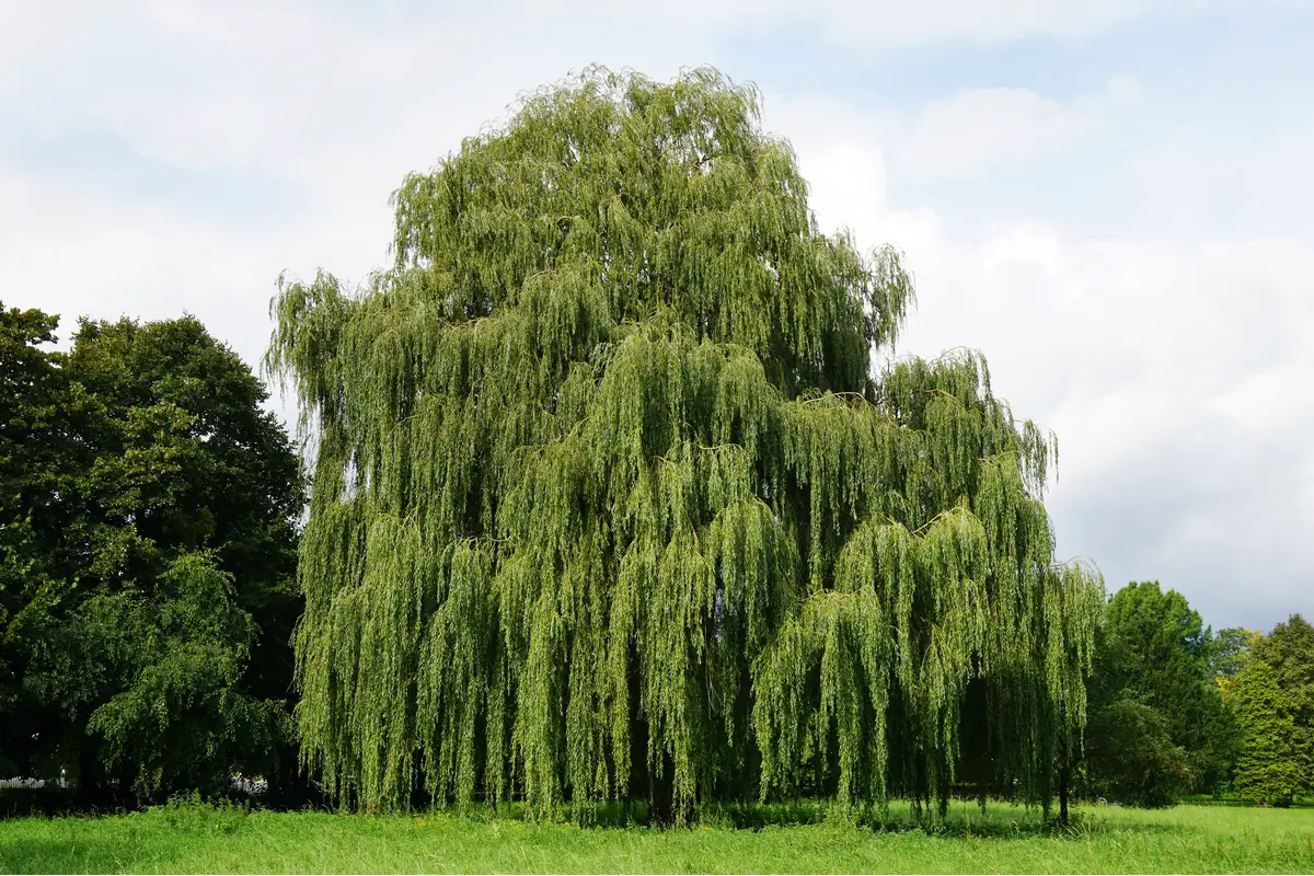 Willow (Salix) 