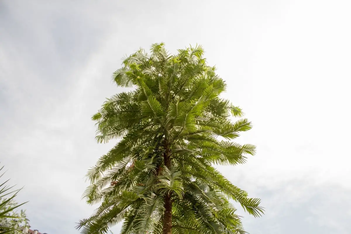 Wollemi Pine (Wollemia Nobilis)