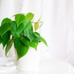 Yellow? Goodbye! 7 Reasons Why Your Philodendron Is Changing Color
