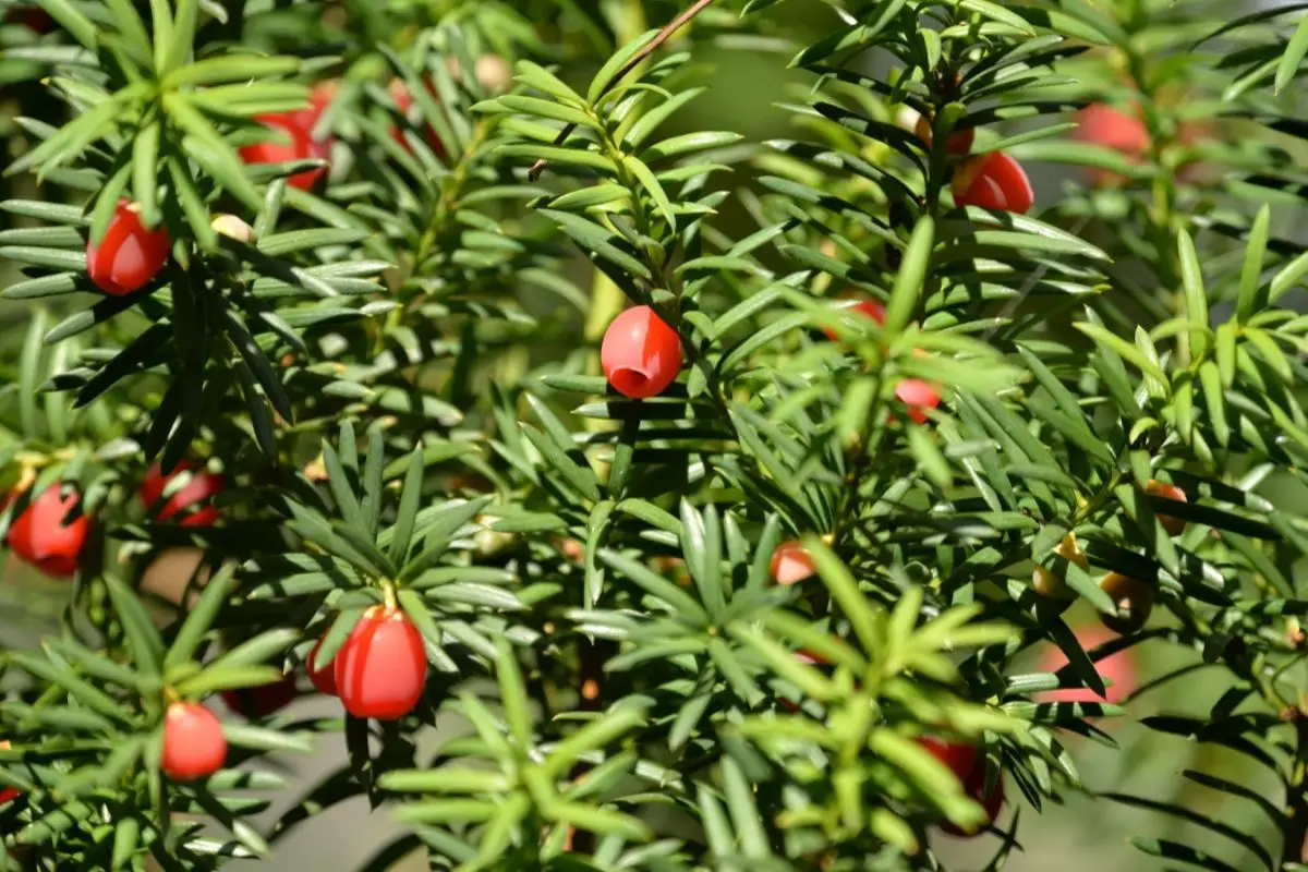 Yew (Taxus Baccata)