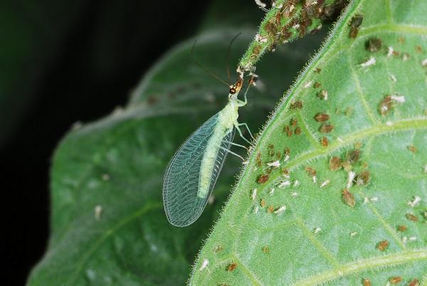 Adult lacewing - control houseplant pests