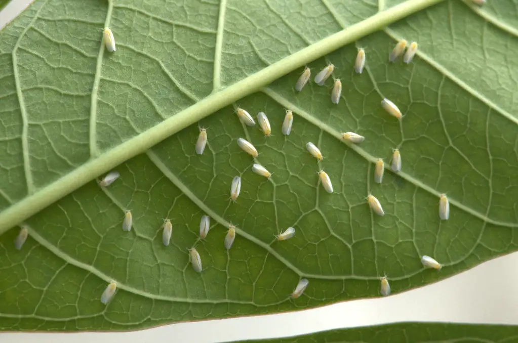 Adult whiteflies