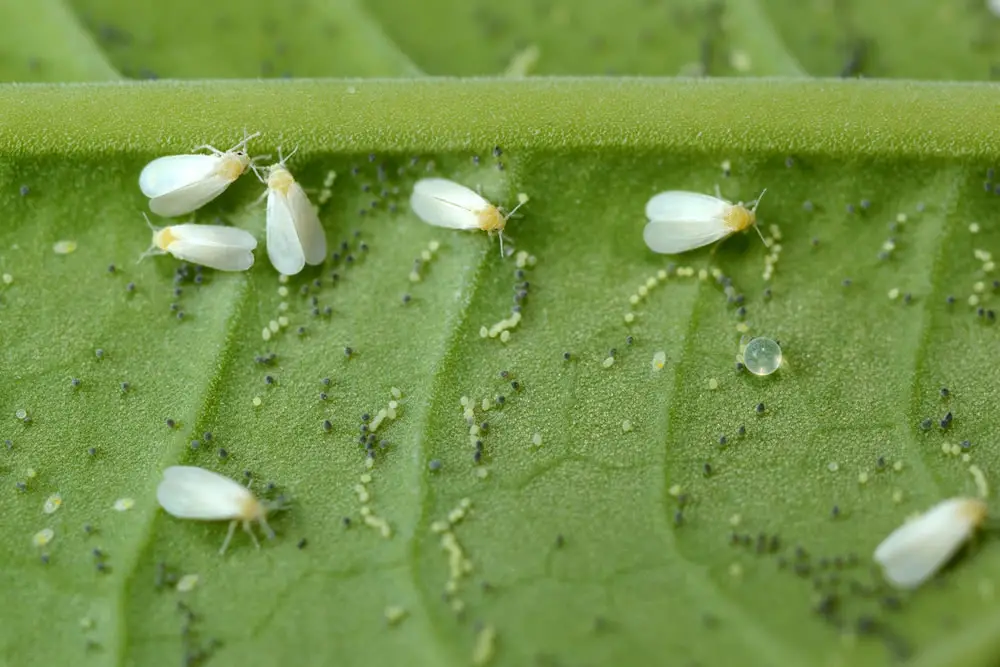 Group of whiteflies