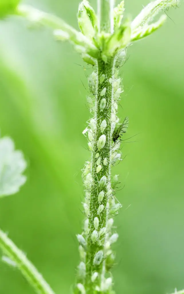 aphid infested - types of houseplant bugs