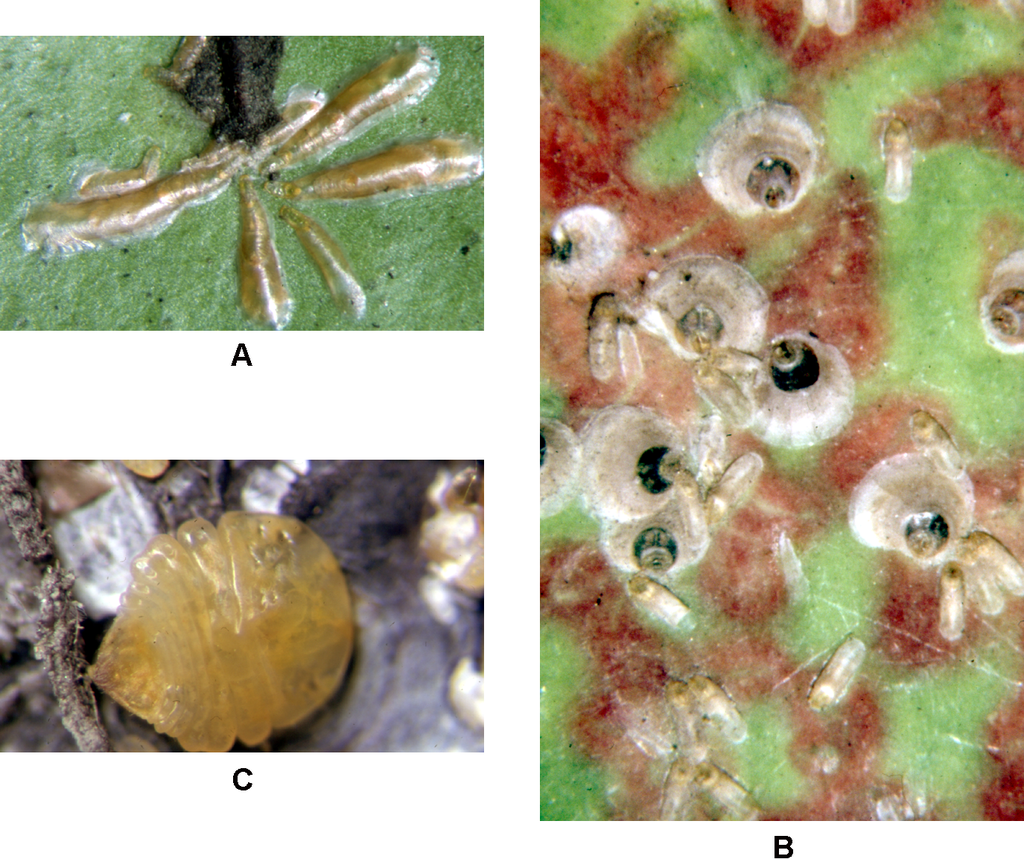 Armored scale insects - types of houseplant bugs