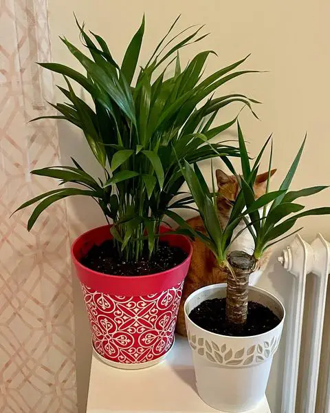 Bamboo palm - easy cat safe plants