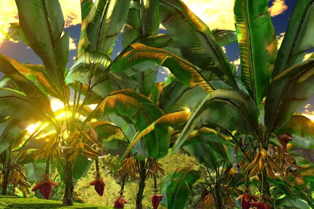 Types Of Tropical Rainforest Trees-banana tree