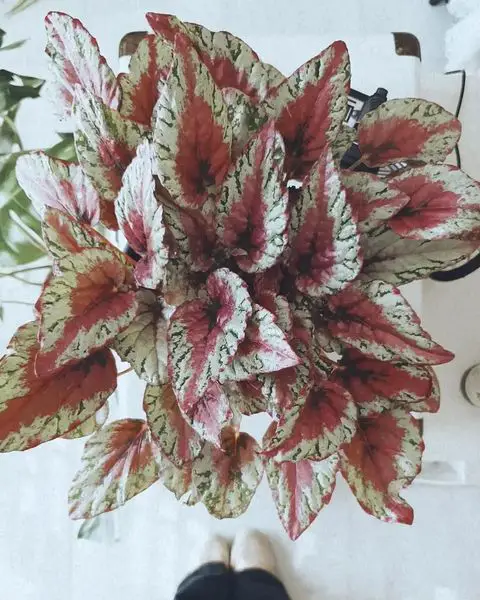 Begonia Rex  