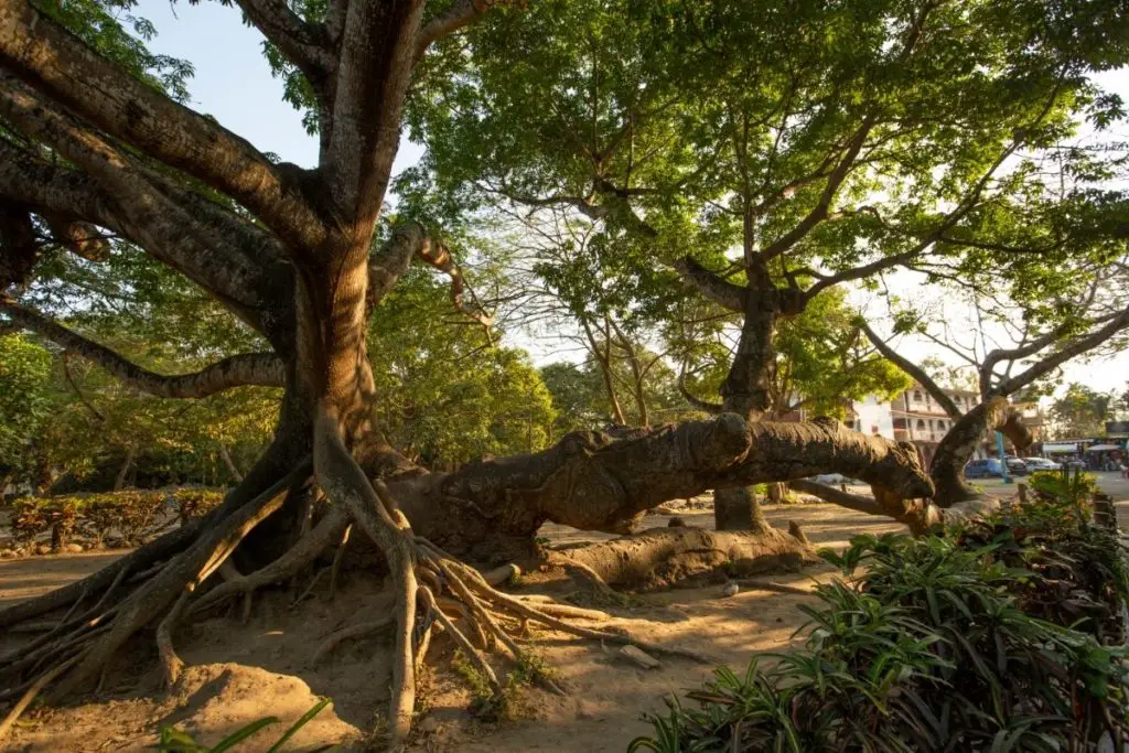 Types Of Tropical Rainforest Trees-ceiba tree