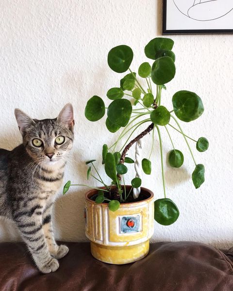 Chinese money tree - easy cat safe plants