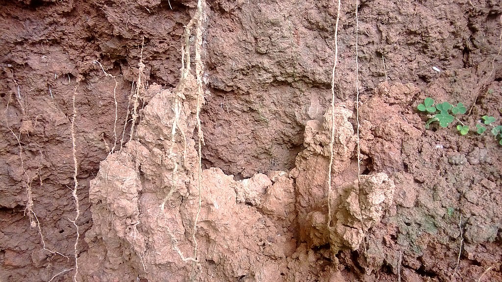 Clay soil - silty soil