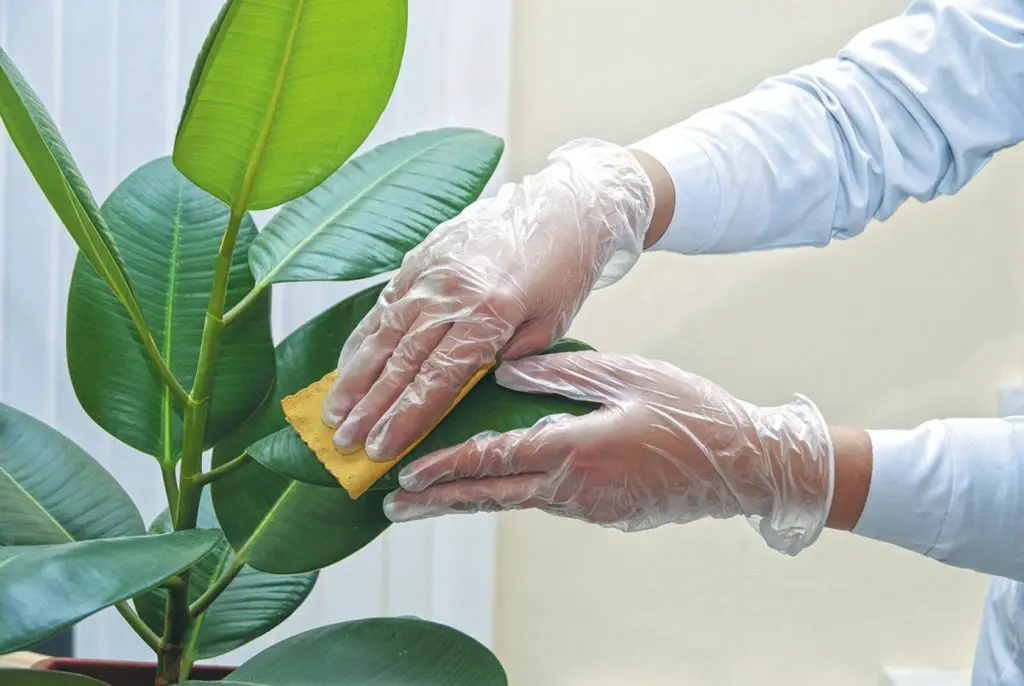 Cleaning houseplants