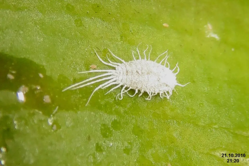 How to kill mealybugs on plants