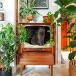 13 Easy Cat-Safe Plants For Your Innoxious Indoor Garden