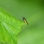 Fungus Gnats in Houseplants & How to Identify and Effectively Control Them?