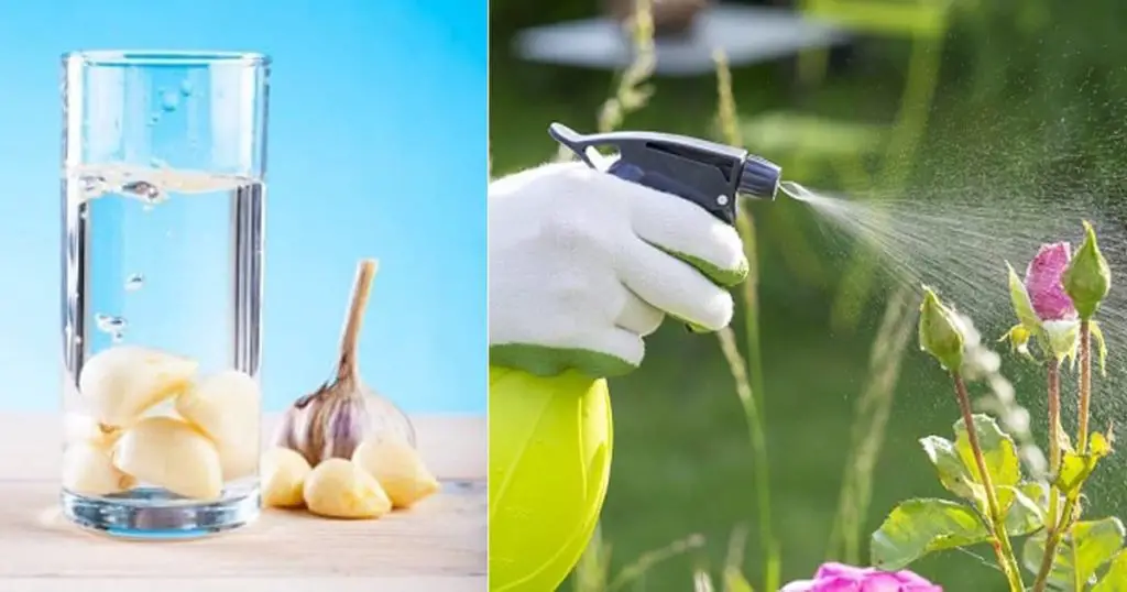 Garlic cloves - natural pest control for houseplants