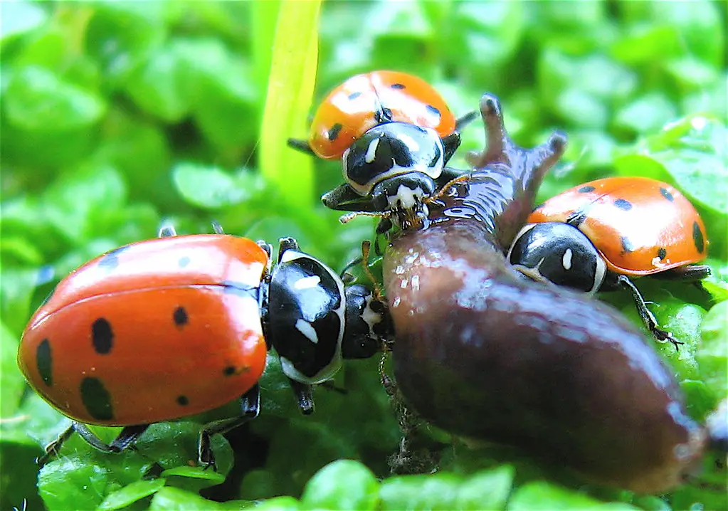 Group of beetles