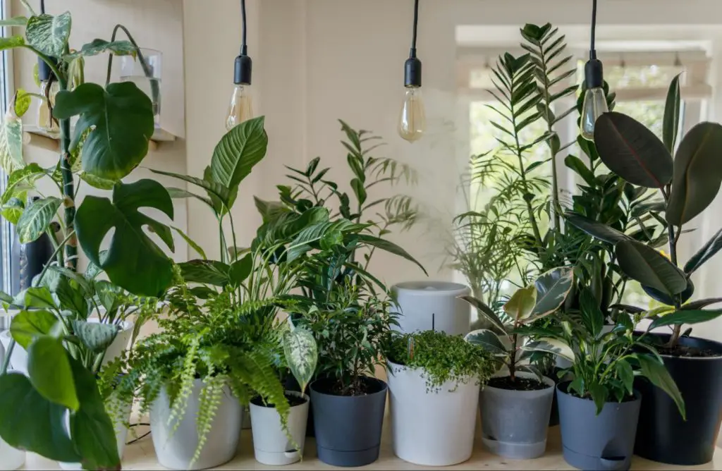 Natural pest control for houseplants