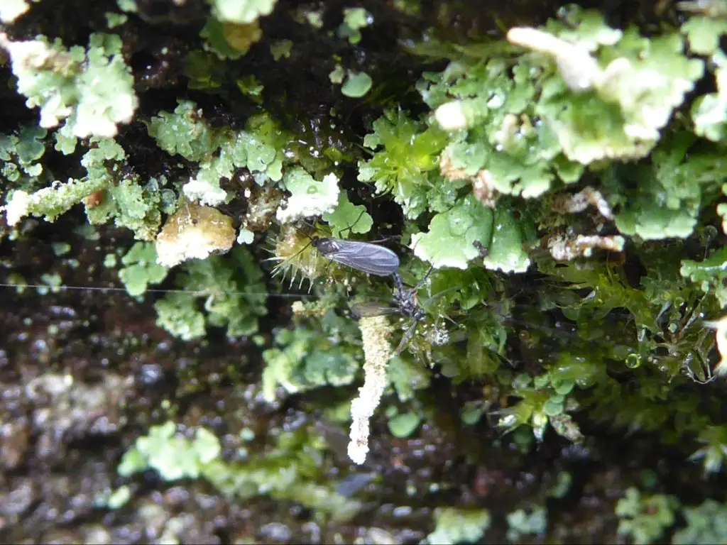 Adult fungus gnat on heavy fungi infested plant 