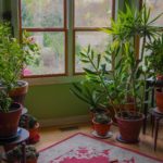 How To Effectively Control Houseplant Pests?