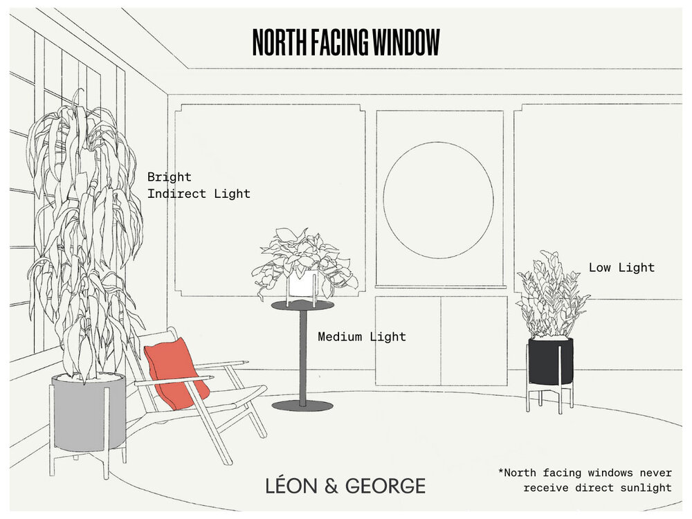 How to choose the right north facing window plants