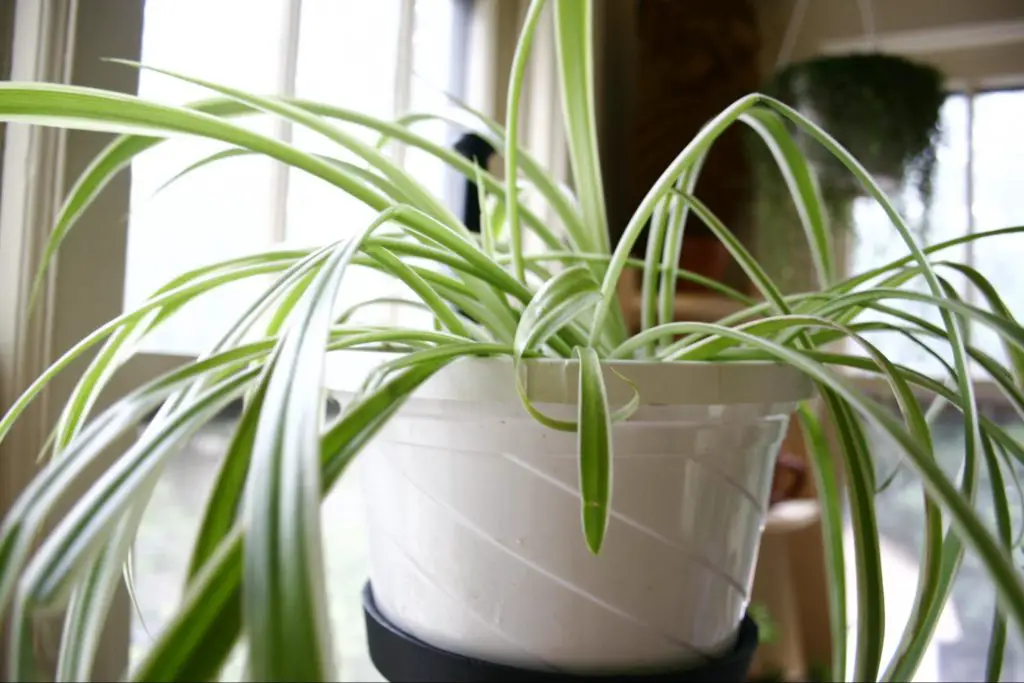 Indoor spider plant