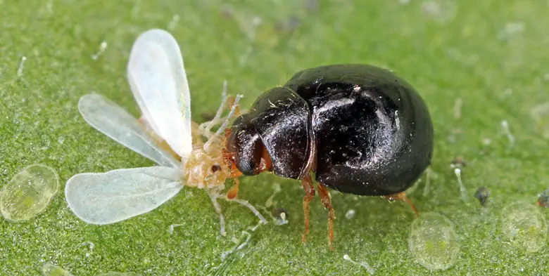 Ladybug attacking whitefly