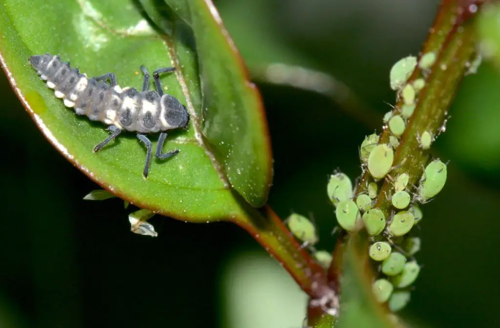 Larvae of ladybird - types of houseplant bugs
