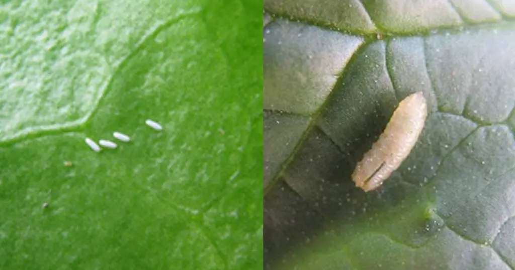 leafminers - types of houseplant bugs