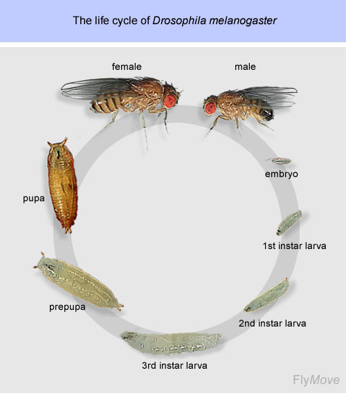 A complete life cycle of fruit fly from egg stage to adult