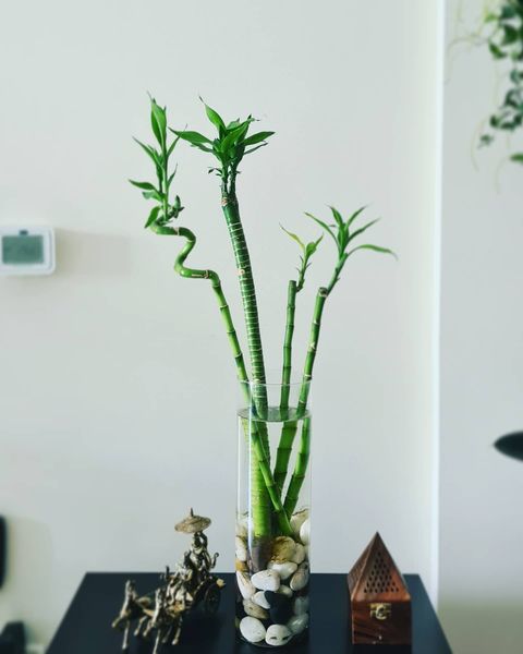 Lucky Bamboo Plant 