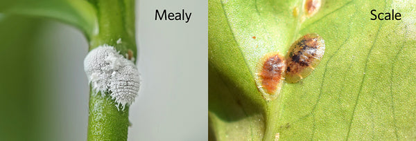 Mealybugs and soft scale insects