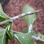 How to Kill Mealybugs on Plants With Organic and Inorganic Methods?