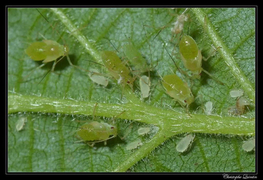 Neem oil kills aphids