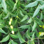 How to Use Neem Oil as Organic Pest Control on Houseplants?
