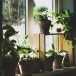 15 Best North Facing Window Plants For A Green Oasis In Shady Room